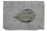 Dalmanites Trilobite Fossil - New York #357139-1